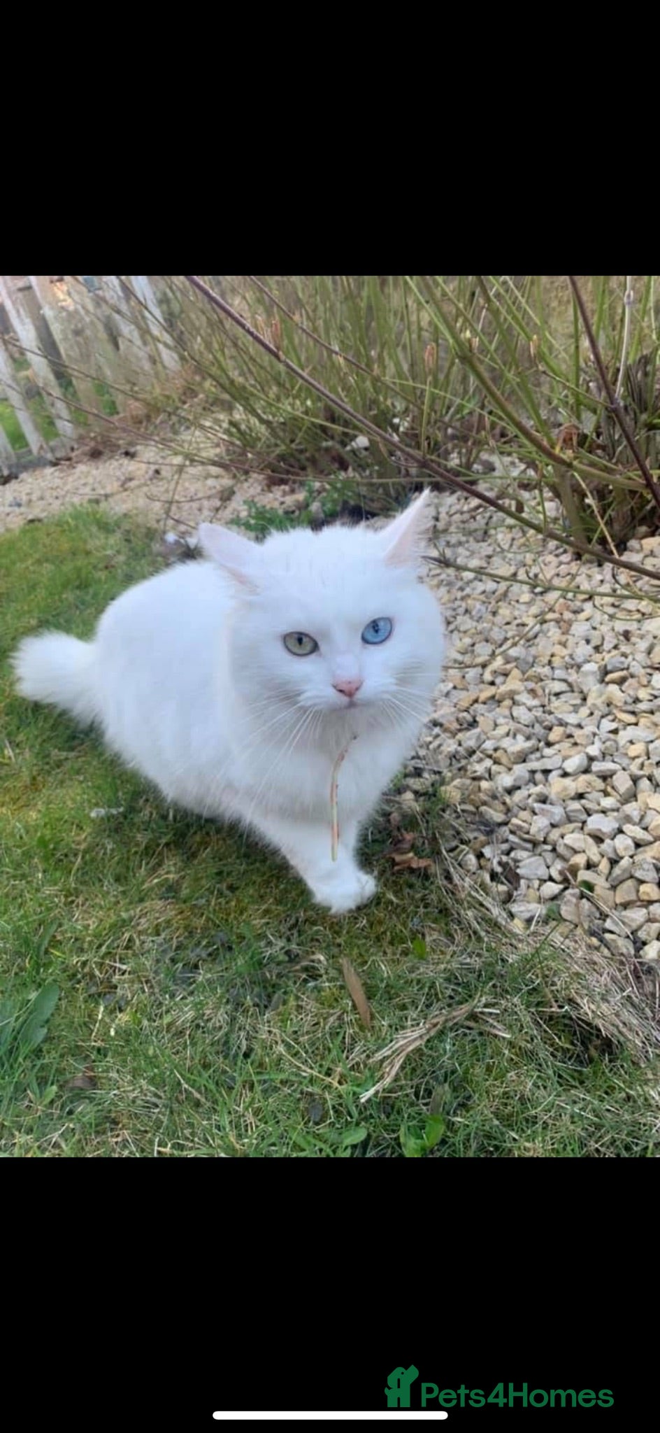 Turkish Van cats ❤️Beautiful marshmallow❤️ - Advert 3