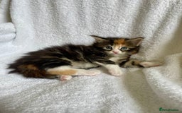 Maine Coon cats for sale: Mainecoon kittens Polydactyl/non polydactyl  - Image 7