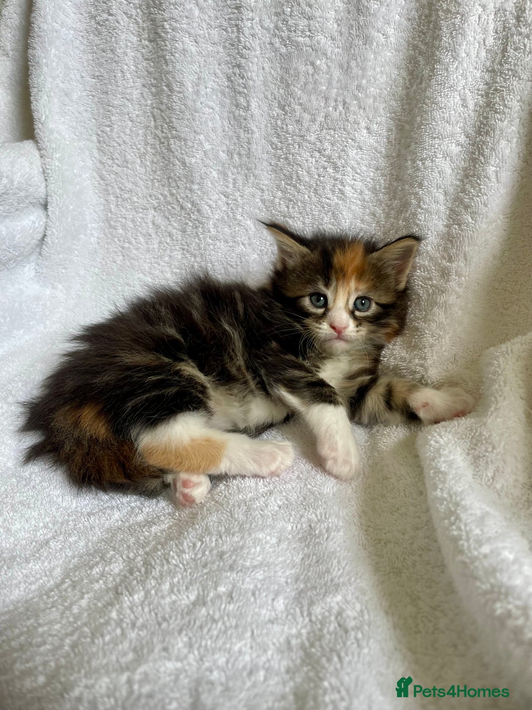 Maine Coon cats for sale: Mainecoon kittens Polydactyl/non polydactyl  - Image 7
