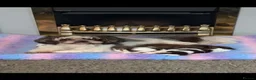 Shih Tzu dogs for sale: 4 shit tzu puppy's  - Advert 1
