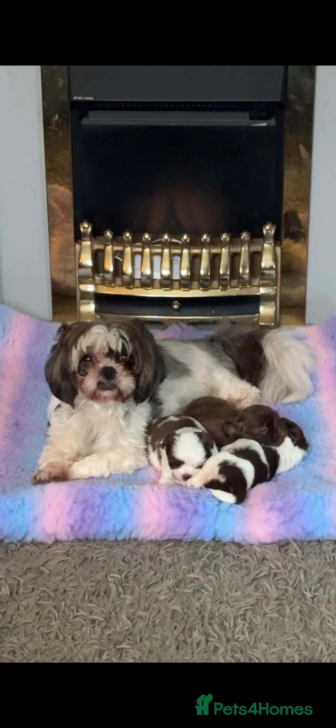 Shih Tzu dogs for sale: 4 shit tzu puppy's  - Advert 1