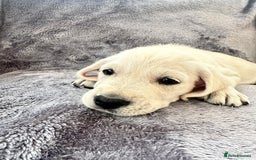 Golden Retriever dogs for sale: KC REGISTERED GOLDEN RETRIEVER PUPS - Image 19