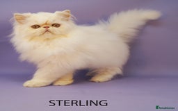 Persian cats for sale: Beautiful Persian Kittens Ready for Forever Homes - Image 9