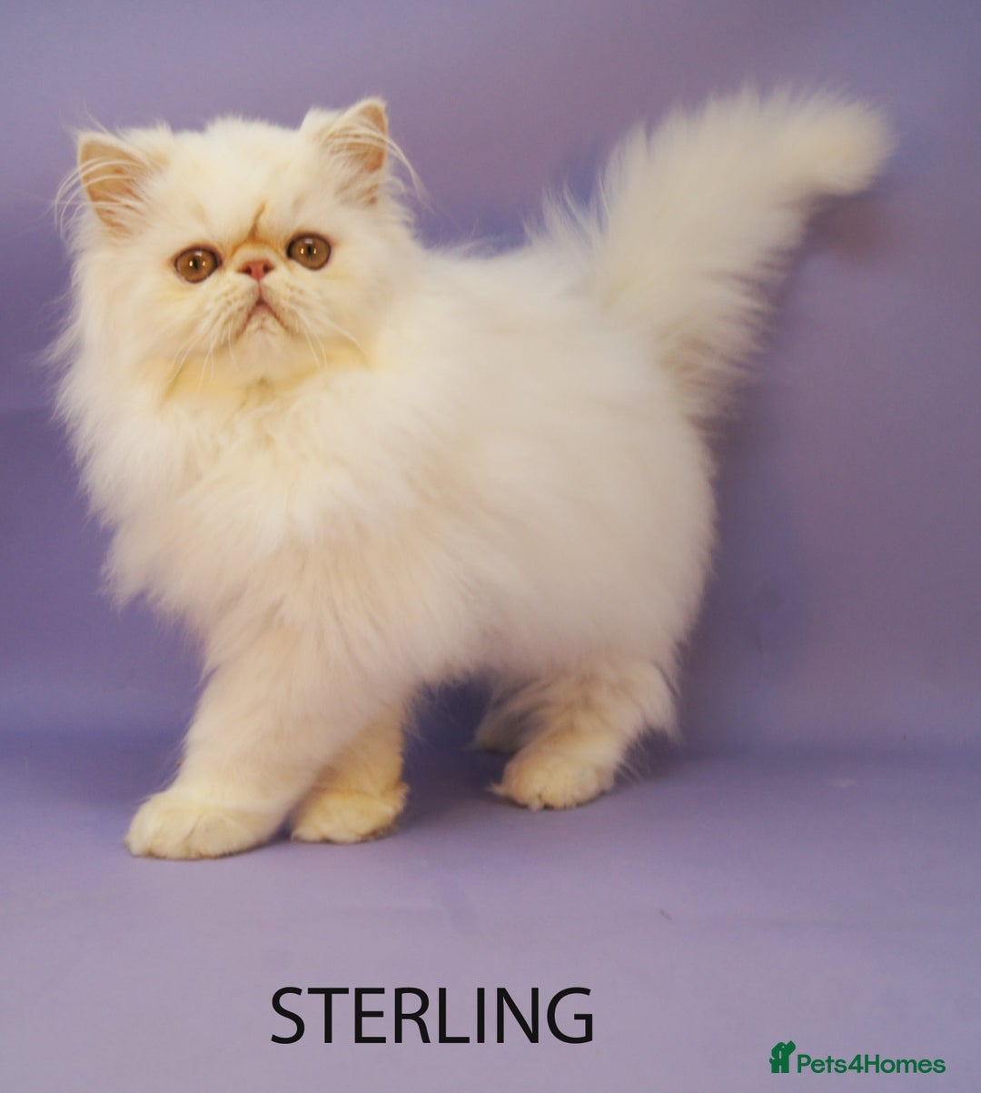 Persian cats for sale: Beautiful Persian Kittens Ready for Forever Homes - Image 9