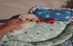 Pomeranian dogs for sale: 💝💝💝High-quality little boys💝💝💝 - Image 19