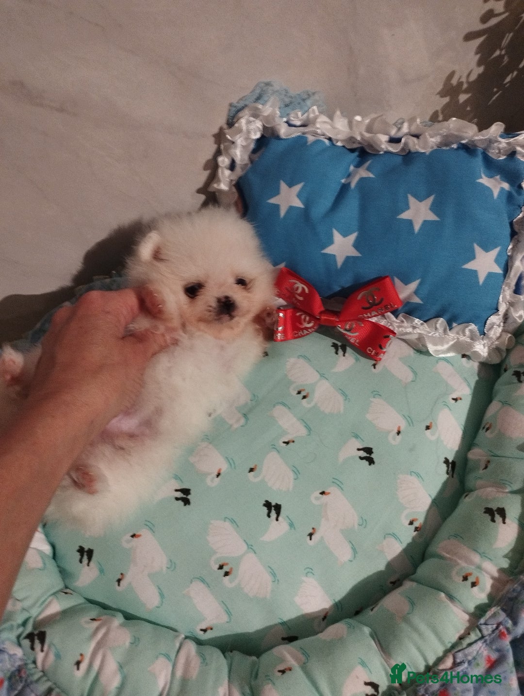 Pomeranian dogs for sale: 💝💝💝High-quality little boys💝💝💝 - Image 19