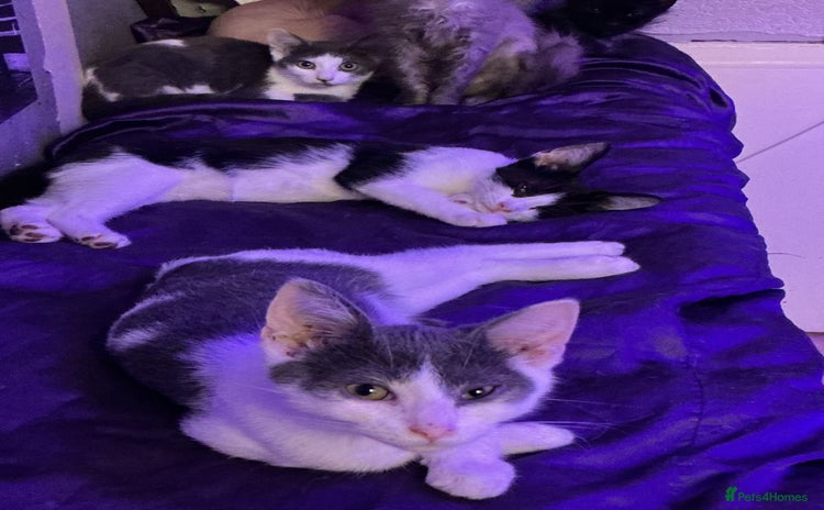 LaPerm cats - Advert 1