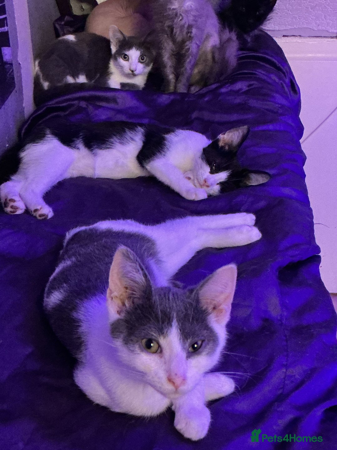 LaPerm cats for sale: Mixed breed blue and white kittens - Image 1