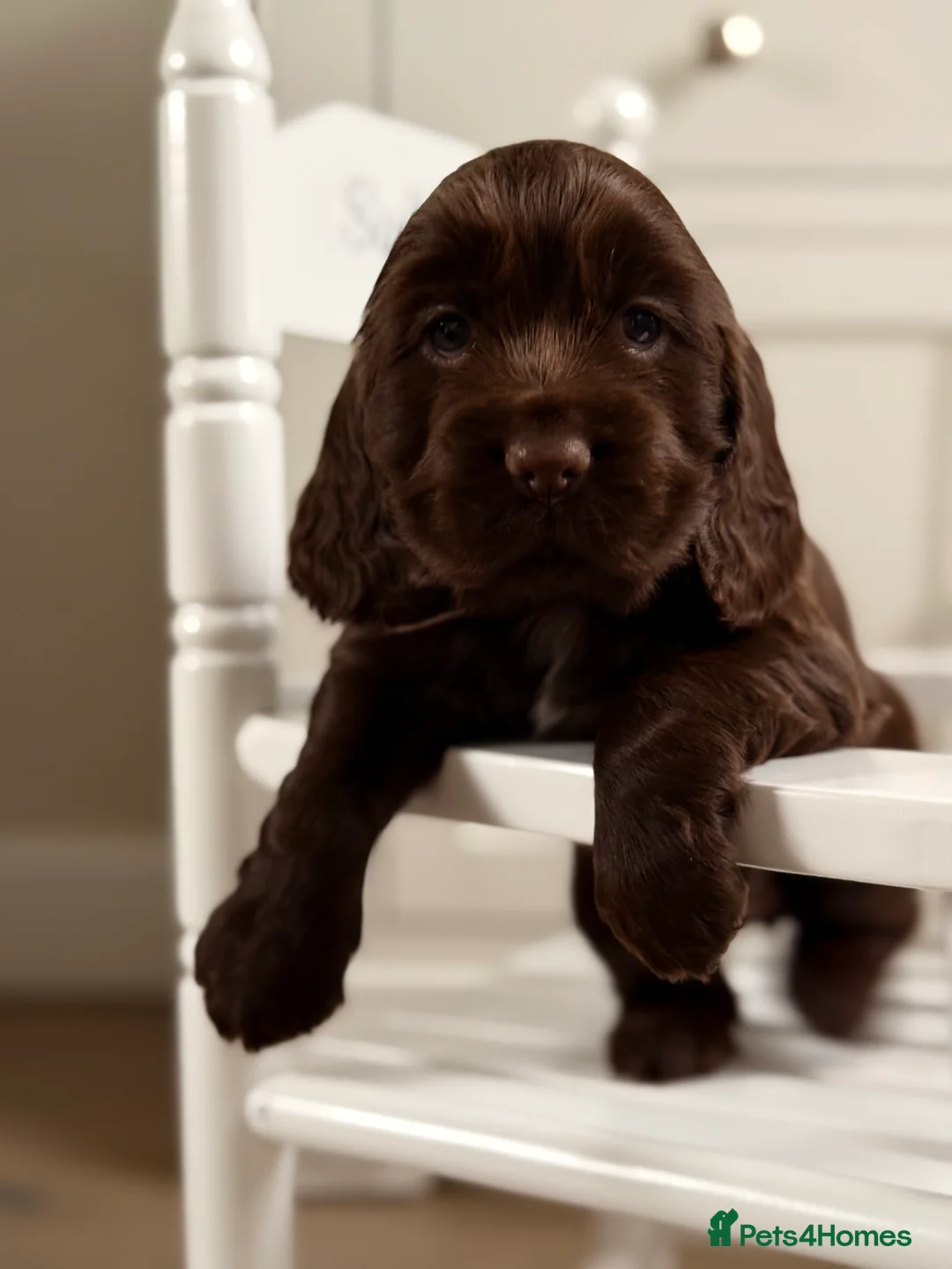 Cocker Spaniel dogs for sale: Show cocker spaniels  - Advert 18