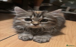 Siberian cats for sale: Beautiful Siberian kittens  - Image 7