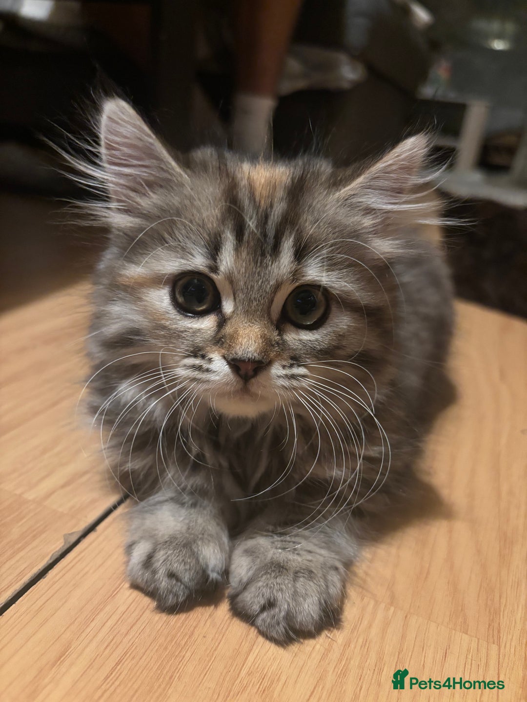 Siberian cats for sale: Beautiful Siberian kittens  - Image 7