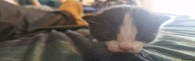 Mixed Breed Kitten 7