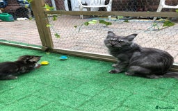 Maine Coon cats for sale: Maincoon kittens ready now  - Image 25