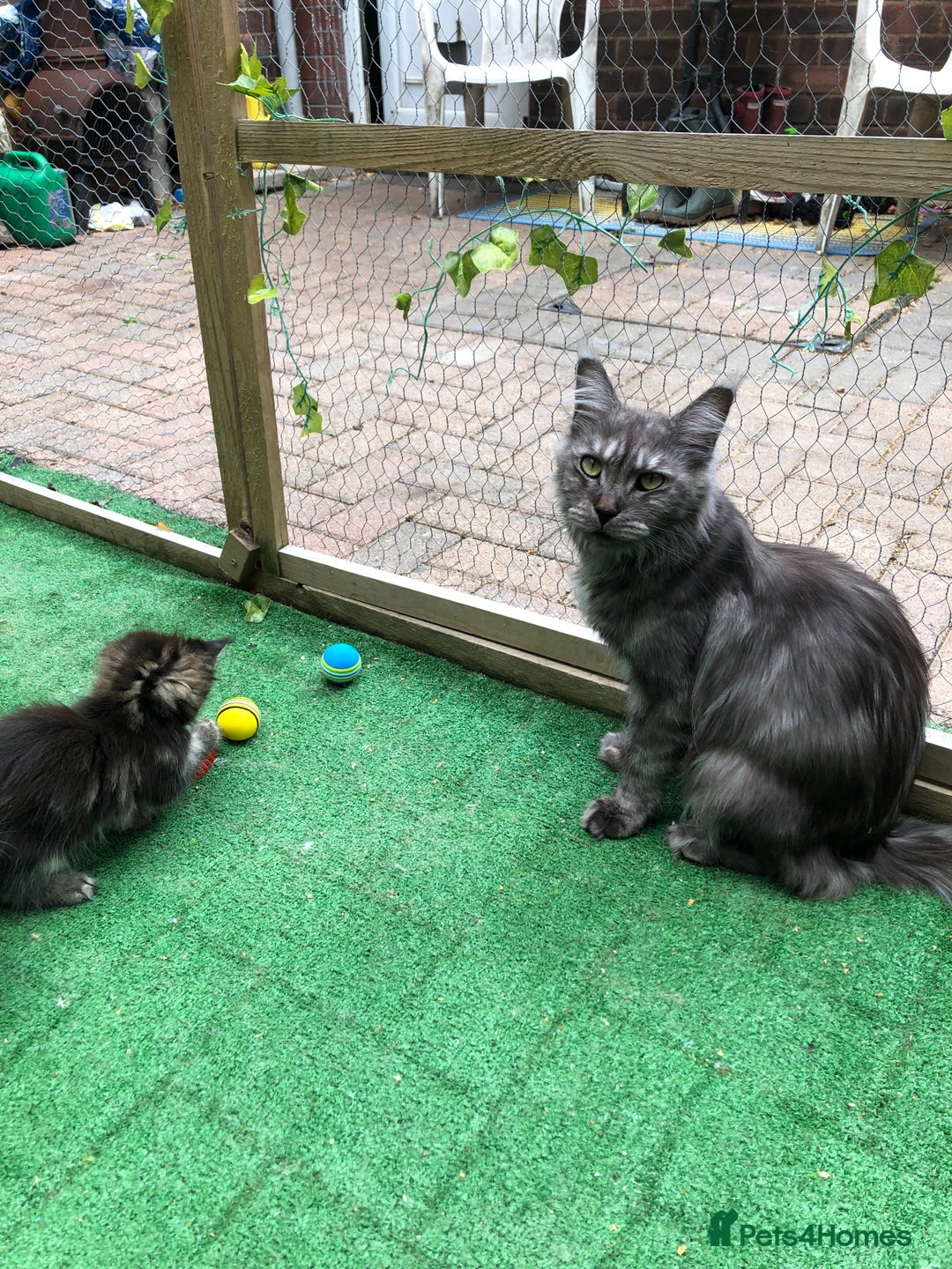 Maine Coon cats for sale: Maincoon kittens ready now  - Image 25