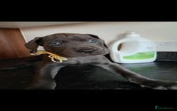 Mixed Breed dogs for sale: Great dane X Cane corso  - Image 9
