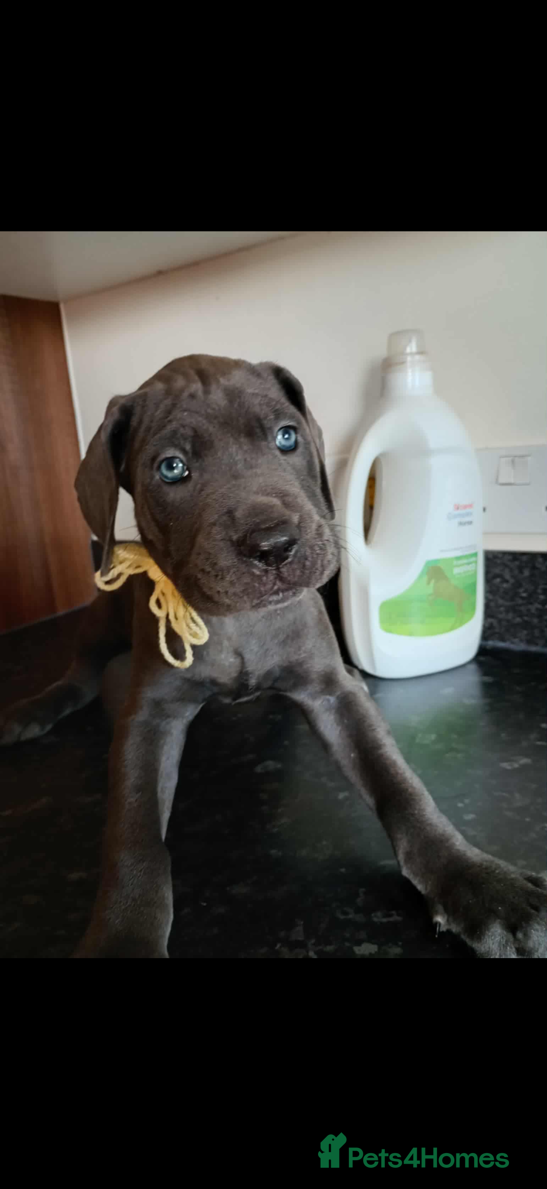 Mixed Breed dogs for sale: Great dane X Cane corso  - Image 9