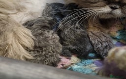 Persian cats for sale: Beautiful blue persian babies - Image 2