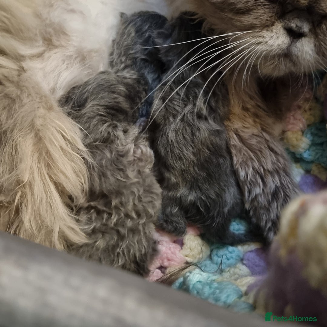 Persian cats for sale: Beautiful blue persian babies - Image 2