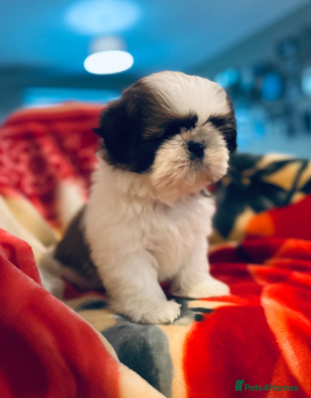 Shih Tzu dogs for sale: Shihtzu  - Image 3