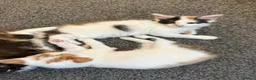 Mixed Breed cats for sale: Beautiful calico and tortoishell kittens - Advert 8