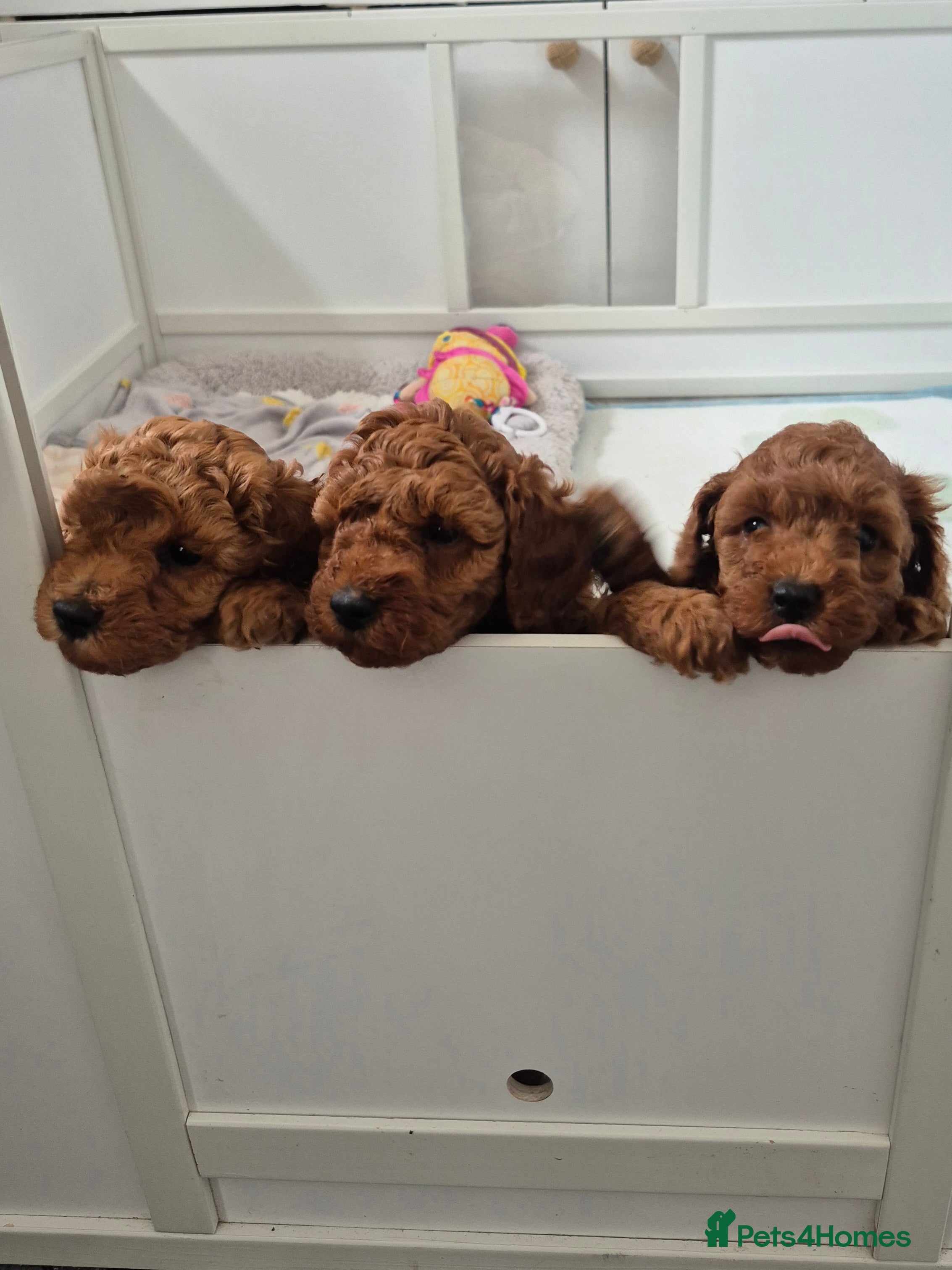 Cockapoo dogs Stunning toy cockapoos - Advert 2
