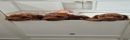 Cockapoo dogs for sale: Stunning toy cockapoos - Advert 2
