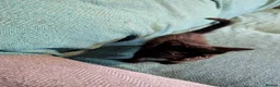 Mixed Breed cats for sale: 7 adorable kittens for sale £80-£100  - Advert 10