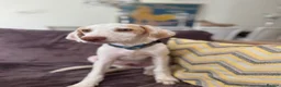 Mixed Breed dogs for adoption: Super Sweet Snowy - Advert 1