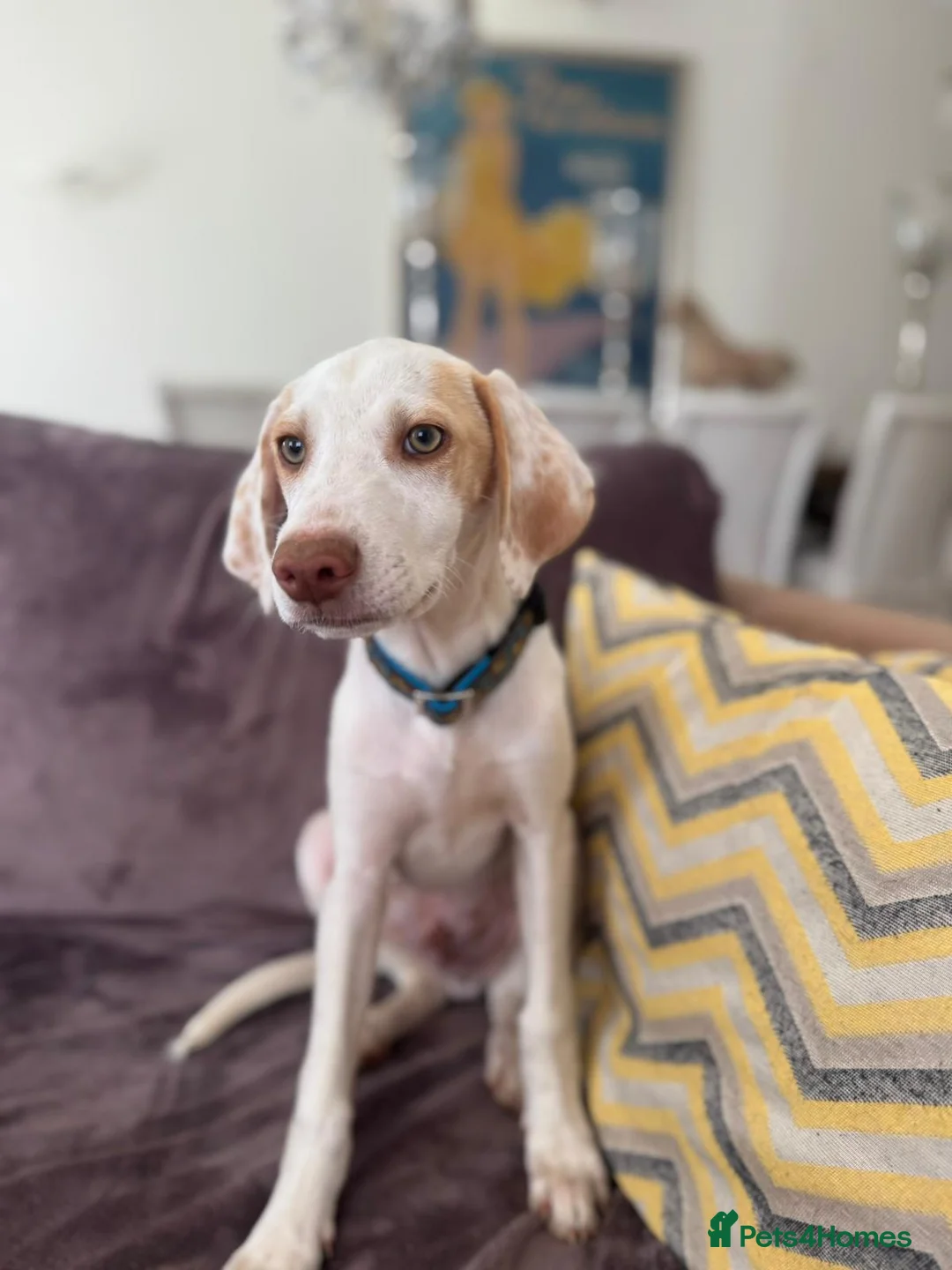Mixed Breed dogs for adoption: Super Sweet Snowy - Advert 1