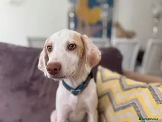 Mixed Breed dogs for adoption: Super Sweet Snowy - Advert 3