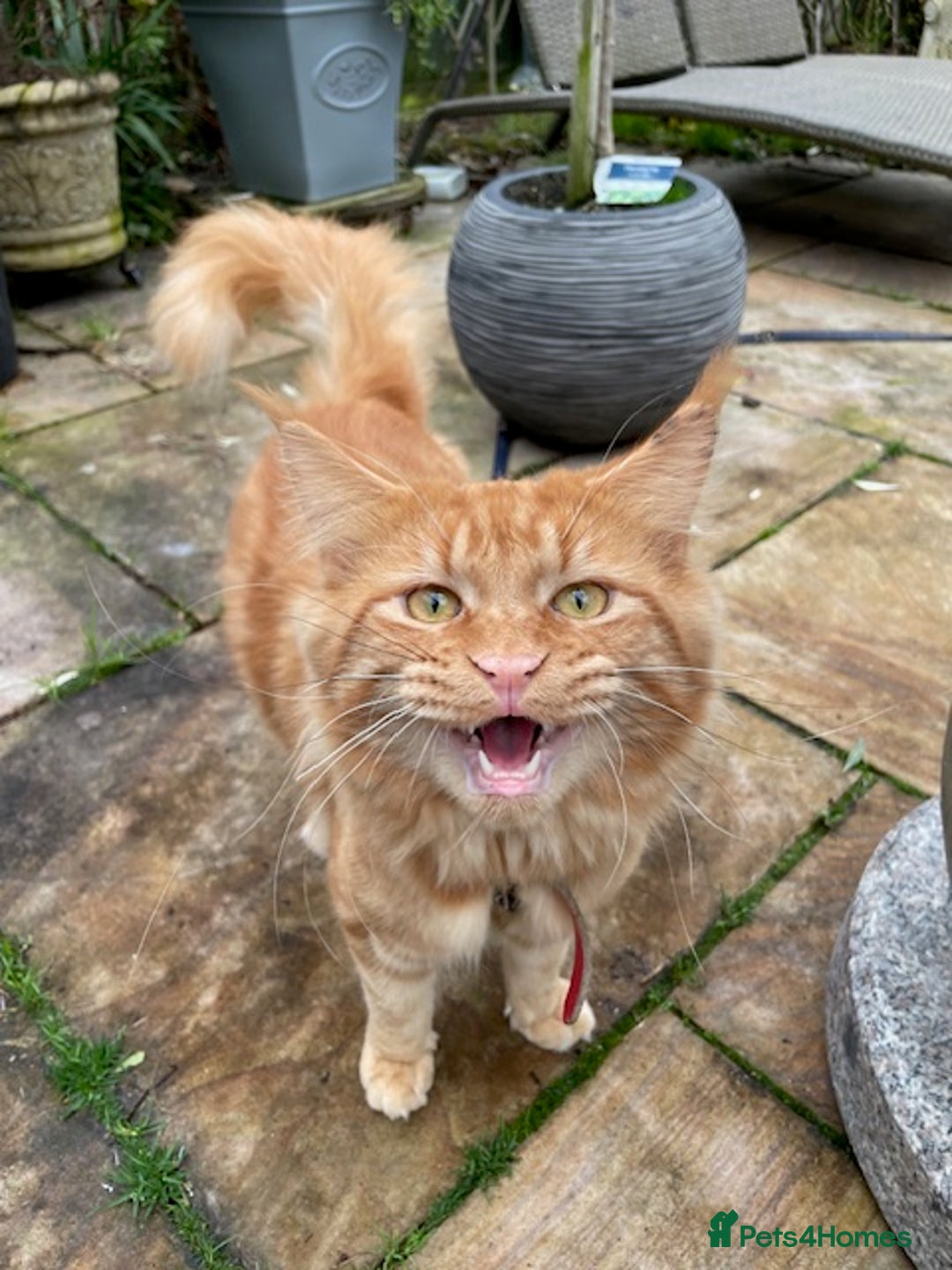 Maine Coon cats for sale: PURE BREED MAINE COON BOY - Advert 3