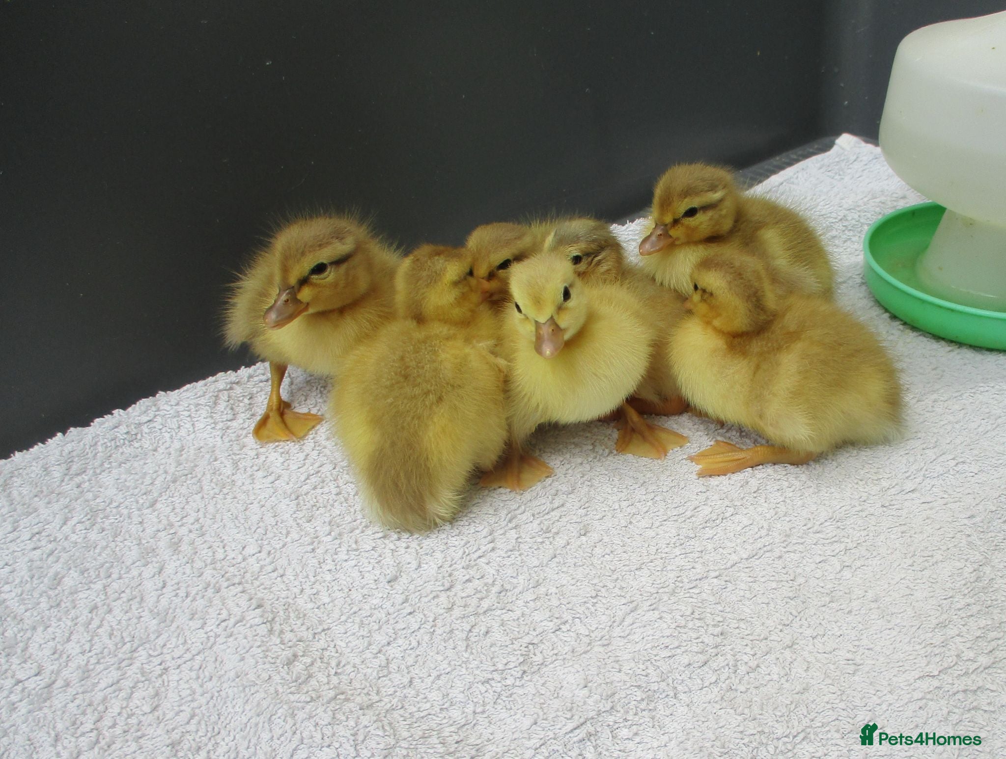 Ducks poultry Pure Bred Call Ducks and Ducklings - Advert 21
