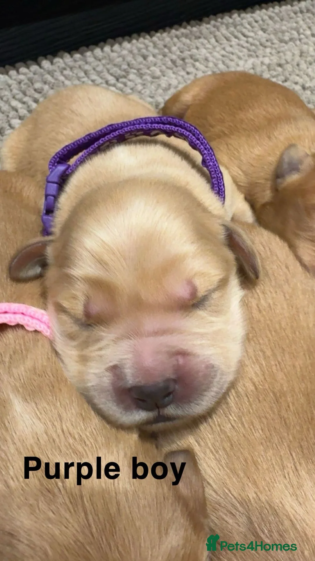 Golden Retriever dogs for sale: Stunning KC Golden Retrievers - Advert 17