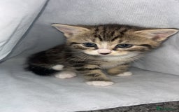 Mixed Breed cats for sale: kittens ready for reservation  - Image 19