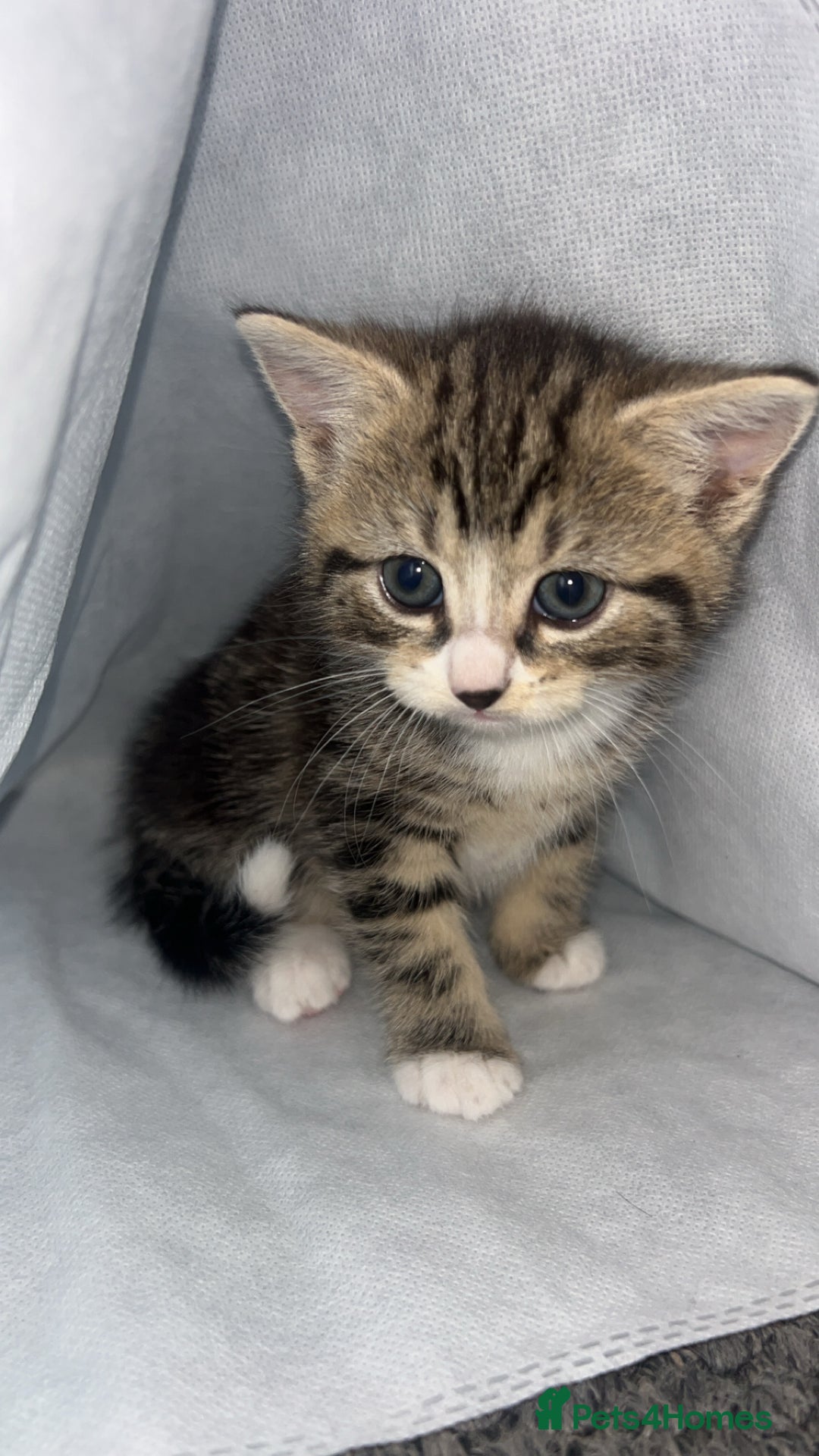 Mixed Breed cats for sale: kittens ready for reservation  - Image 19