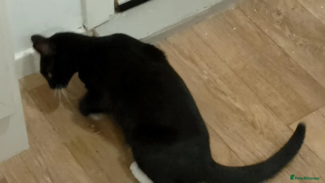 Mixed Breed cats for sale: Cuddly Luka is looking for a new cosy home in Birkenhead - Advert 2