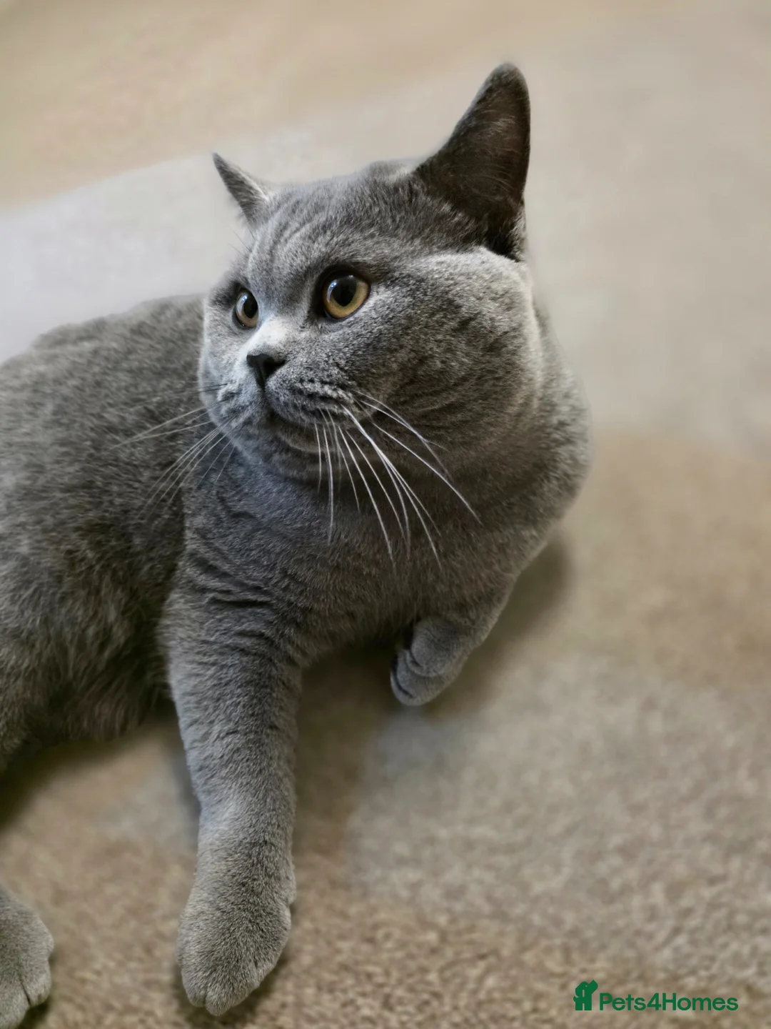 British Shorthair cats for sale: Beautiful lilac British shorthair x scottish fold  - Advert 2