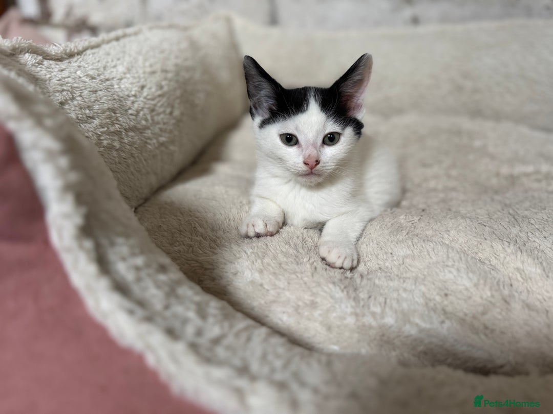 Domestic Shorthair cats for sale: Adorable Kittens Looking for a Loving Home, 🏡 - Image 7