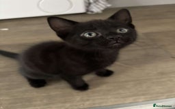 Mixed Breed cats for sale: 4 Lovely kittens  - Image 4