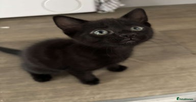 Mixed Breed cats - Advert 11