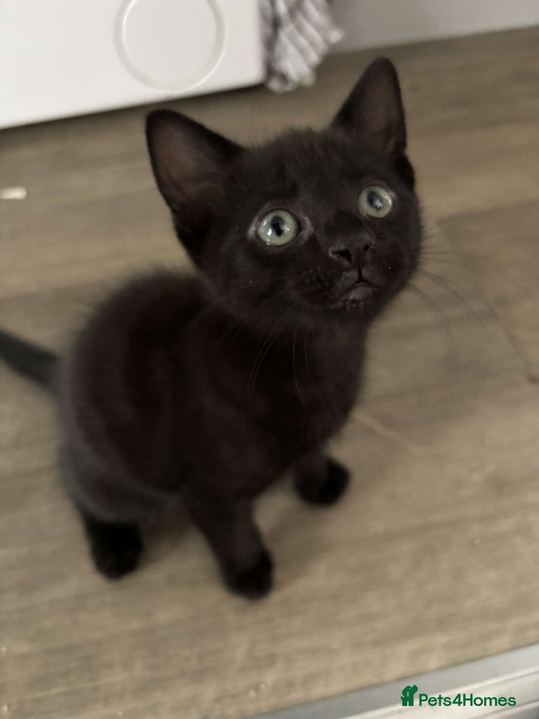 Mixed Breed cats for sale: 4 Lovely kittens  - Image 4