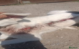 Mixed Breed dogs for adoption: 🌸MEET BIANCA - A Gentle Girl for a Loving Home - Advert 5