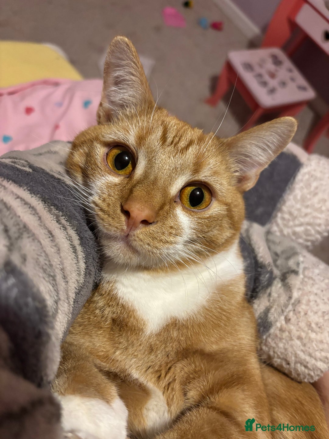 Mixed Breed cats for sale: Jam!! - Advert 2