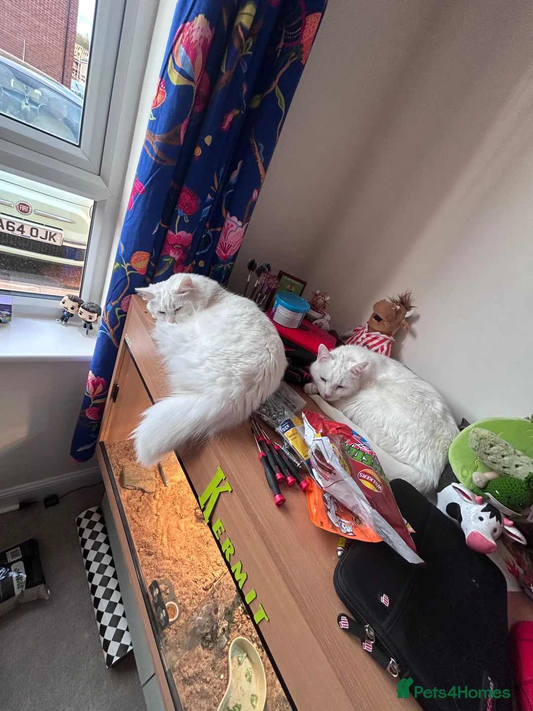 British Shorthair cats for sale: 4yr old girl long hair 2rd old boy short hair  - Advert 4