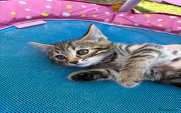 Bengal cats for sale: Beautiful litter of spotted Bengal kittens - Ready - Image 20