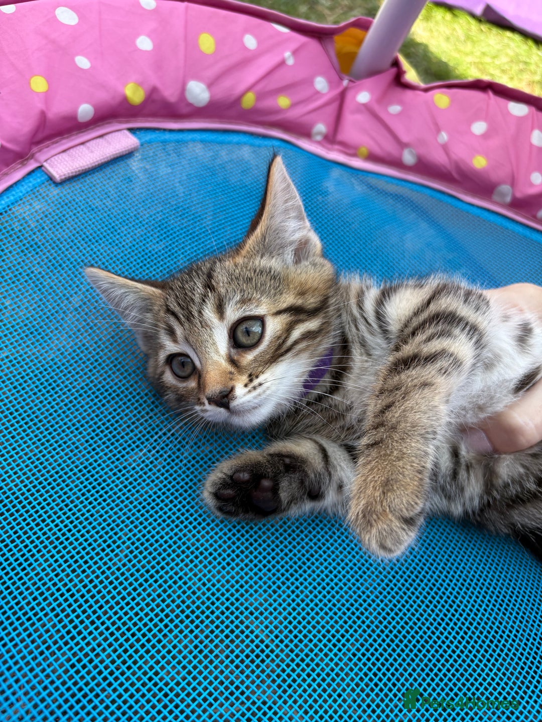 Bengal cats for sale: Beautiful litter of spotted Bengal kittens - Ready - Image 20