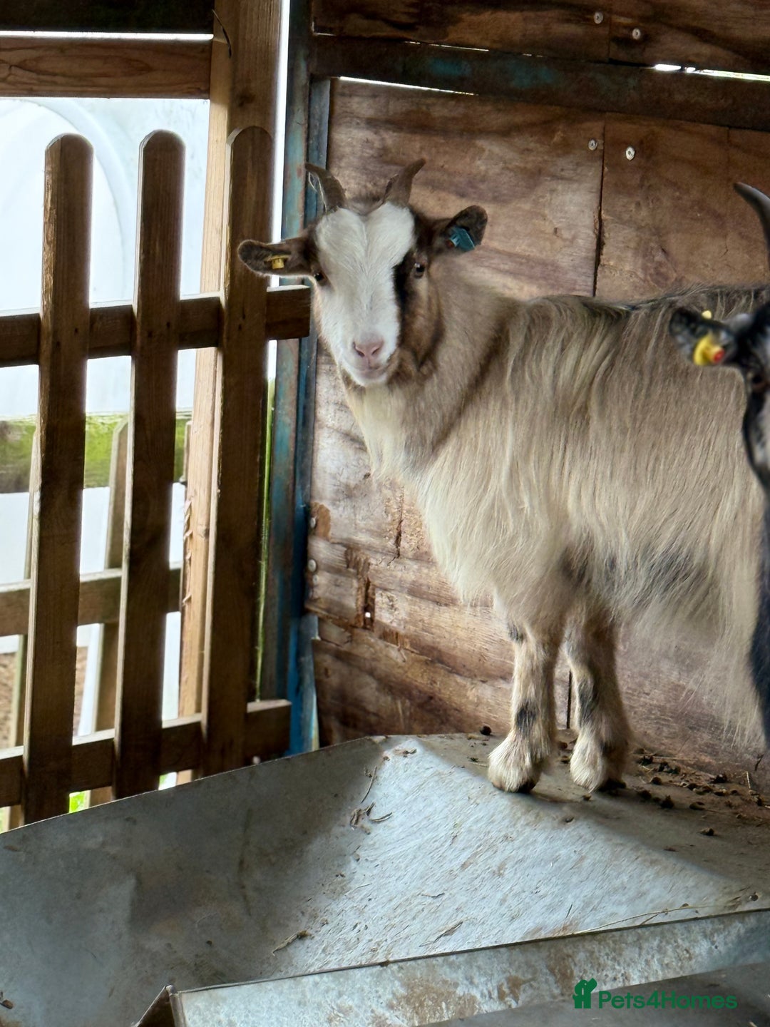 Goats livestock for sale: Small pretty Pygmy Nannie’s  - Advert 11