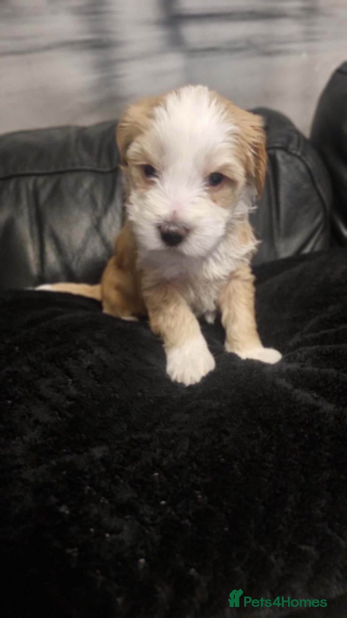 Tibetan Terrier dogs  Stunning Tibetan Terrier Puppies ! - Advert 5