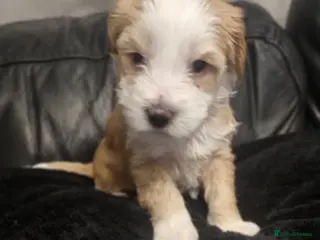 Tibetan Terrier dogs Stunning Tibetan Terrier Puppies ! - Advert 5