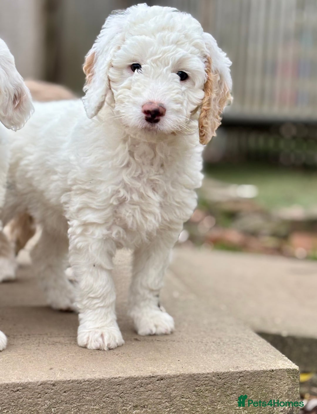Australian Labradoodle dogs for sale: Exceptionally bred for Health! Temperament! Looks! - Advert 25